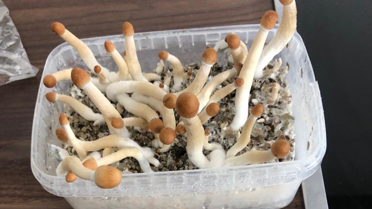 19. MDAG: Psychodeliczny klasztor