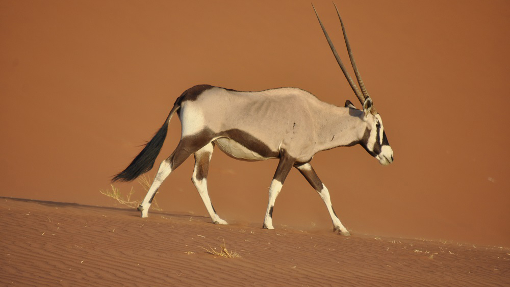 Slajdy podróżnicze: NAMIBIA – Iwona i Jurek Maronowscy