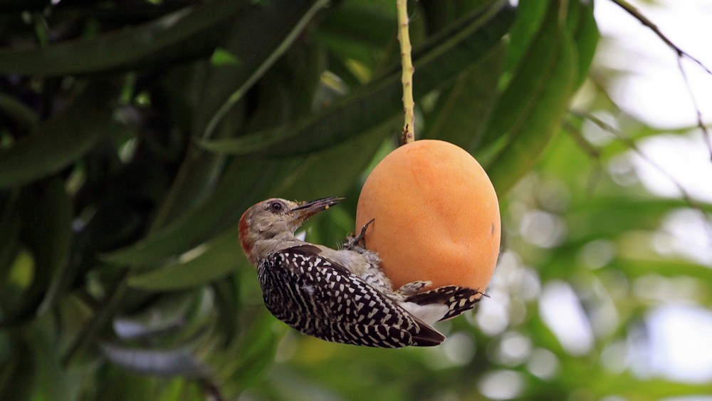 Slajdy Terra Incognita: Wenezuela o smaku mango